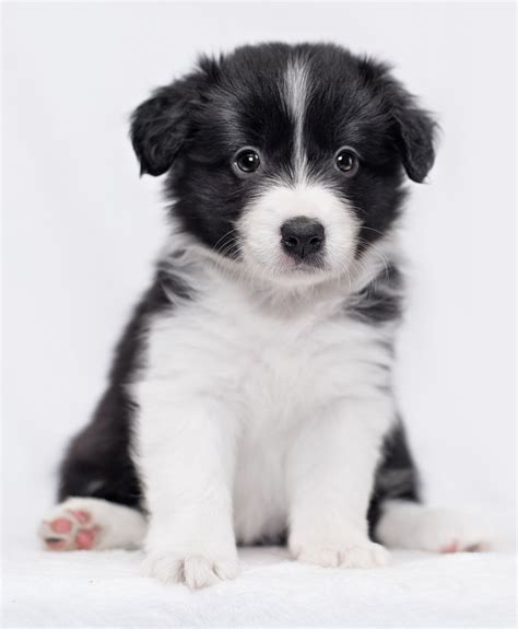 25+ Border Collie Puppy Facts Image - Bleumoonproductions