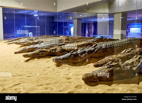 crocodile mummies in museum of Kom Ombo, Egypt, Africa Stock Photo - Alamy