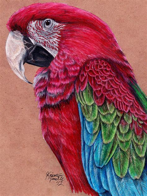 Beautiful Bird Drawings | Best Choice