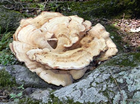 Blue Country Magic: Oak Tree Root Fungus