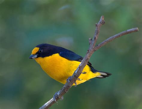 Typical Euphonias (Genus Euphonia) · iNaturalist