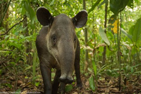 New Study Helps Improve Roadmap Essential To Baird’s Tapir Conservation ...