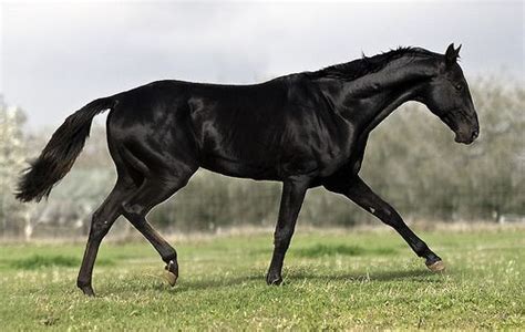 A black Akhal-Teke Akhal Teke Horses, Arabians, Some Beautiful Images ...