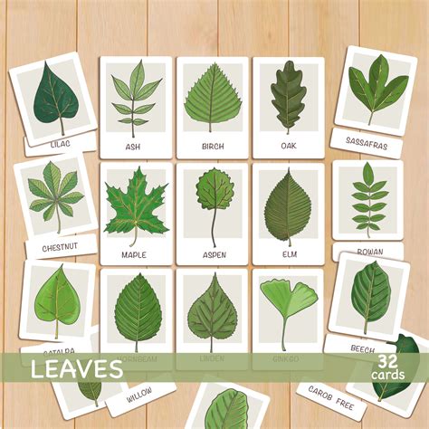 Types Of Leaves With Names