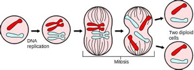 Difference between Mitosis and Amitosis | Mitosis vs Amitosis