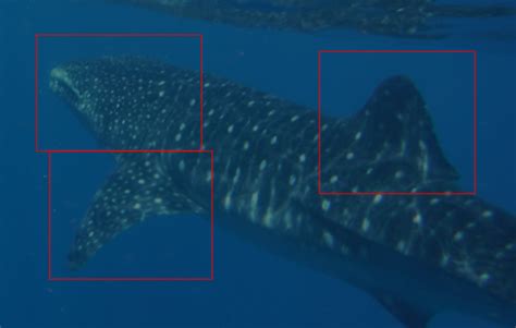 Endangered Whale Shark Conservation Program - Earth Day