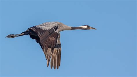 Common Crane | A 2nd trip to Slimbridge in Gloucestershire o… | Flickr