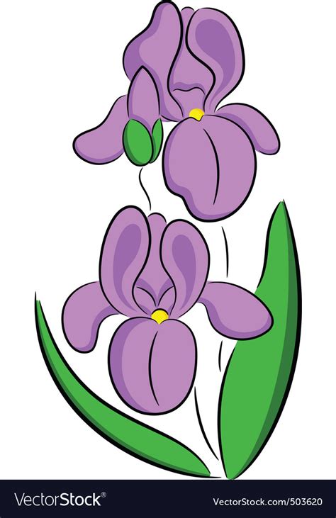 Iris flower Royalty Free Vector Image - VectorStock