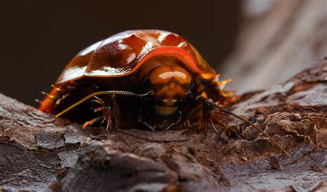 Australia’s giant burrowing cockroaches actually hiss