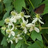 Clematis virginiana | Brushwood Nursery, Clematis Specialists