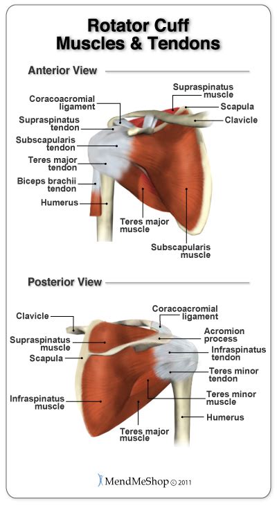 Rotator Cuff Injuries and Active Release Technique (ART) — Synergy ...