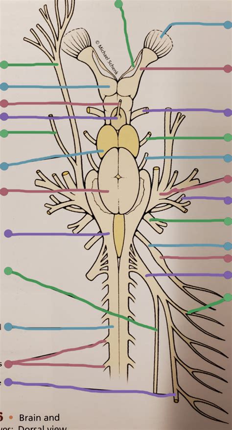 Exam Two (Dogfish Shark): Brain Diagram II- Brain Regions - Dorsal View ...