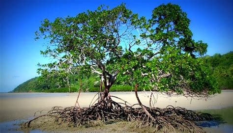 Hutan Di Malaysia - Hutan Paya Bakau - AlamBlogr