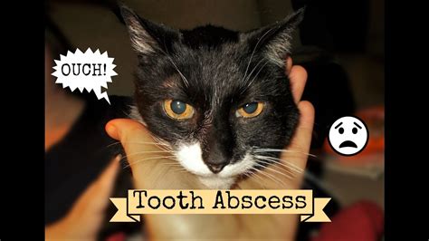 Cat Abscess What It Is, What To Do & Can You Afford The Vet? Scrubby's ...