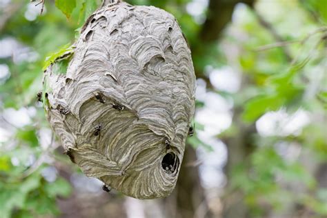 Bee Nest Identification | ABC Humane Wildlife Control and Prevention