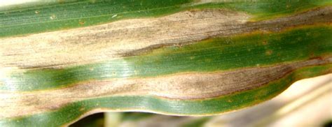 Northern Corn Leaf Blight - UT Crops Pest Guides