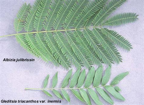 Bipinnate (Top) vs. Pinnate (Bottom-- Gleditsia triacanthos var ...