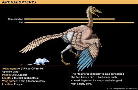 Archaeopteryx - Kids | Britannica Kids | Homework Help