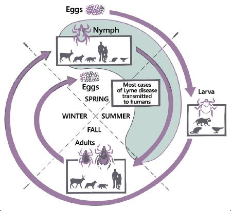 TickCheck.com - Deer Tick Life Cycle and Active Periods - Tick Testing ...