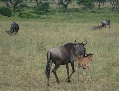 wildebeest with calf 1 Free Photo Download | FreeImages