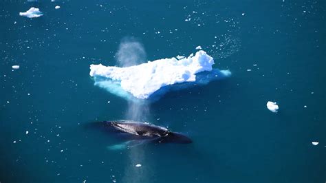 Go on a whale safari | See whales in Greenland | Air Greenland COM