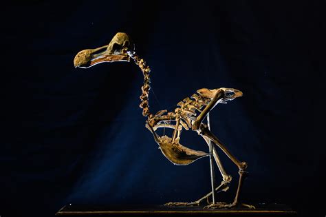 Dodo skeleton, ‘icon of extinction,’ sold for $431,000