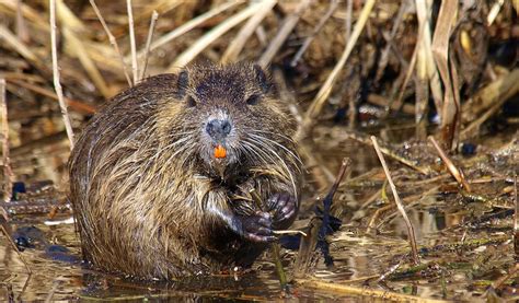 Arkansas Furbearing Rodents: Beaver, Nutria, Muskrat and Groundhog ...