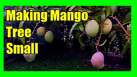 Tree Pruning, Mango Tree, Growing Vegetables, Prune, Hindi, Seeds ...