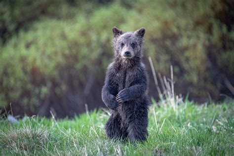 Newborn Grizzly Bear Cubs