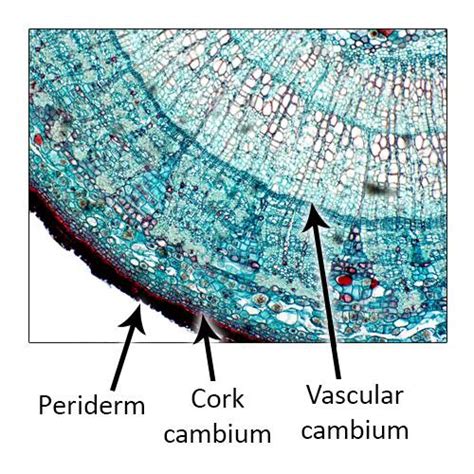 Cell Types, Cambium