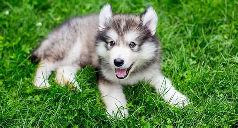 Miniature Husky Breed Traits, Care and Health