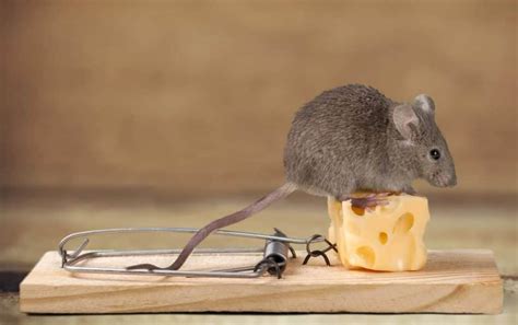 Best Bait For Mouse Traps [Mice Catching Tips!] - Mouse Trap Guide