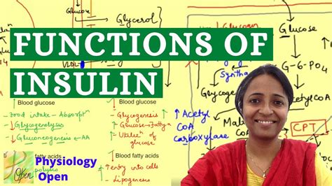 Insulin function physiology | Actions of insulin | Endocrine physiology ...