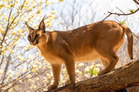 Caracal: aspetto, habitat, alimentazione | zooplus Magazine