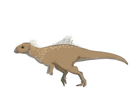 Micropachycephalosaurus by RaresAnimals on DeviantArt