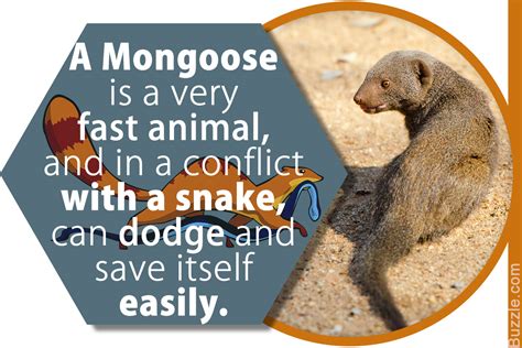 Simply Spellbinding Facts About the Mongoose