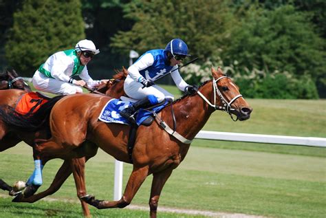 How to feed a racehorse and keep him healthy - The University of Sydney