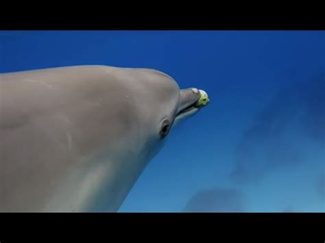 Dolphins Play With Pufferfish To Get High Off Their Poison