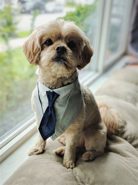 Custom Dog Suit Bandana Tuxedo Tie Outfit for weddings | Etsy | Dog ...