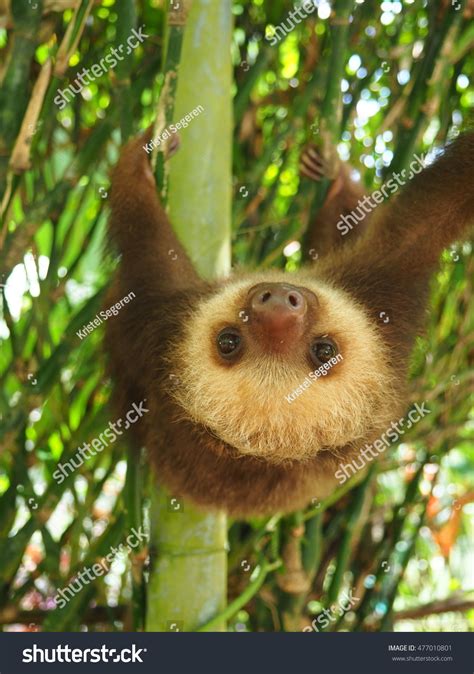 Baby Sloth Hanging Tree Stock Photo 477010801 | Shutterstock