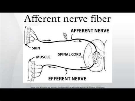 Afferent nerve fiber - YouTube