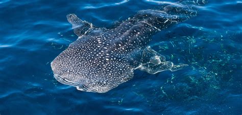 Whale Sharks Best Kodiak Bears for World's Largest Omnivore