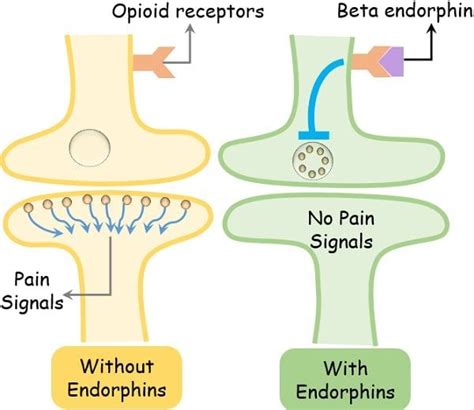 Difference Between Dopamine and Endorphins (with Comparison Chart ...