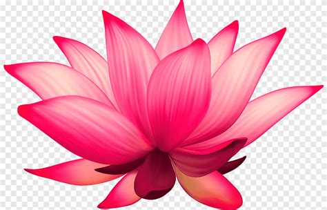 Lotus Flower Animation