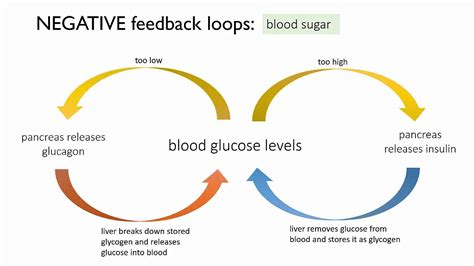 Negative Feedback Loop Insulin