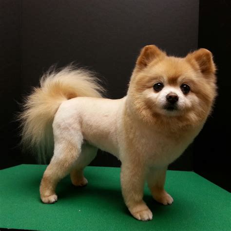 Pomeranian Puppies Haircut - Pets Lovers