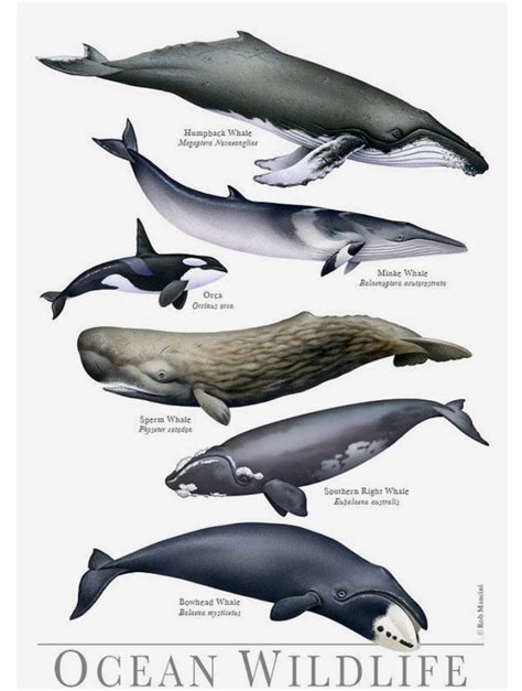 Types Of Whales With Pictures - Rwanda 24