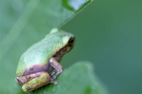 Pine Barrens Tree Frog Photograph by Kathy Clark - Fine Art America