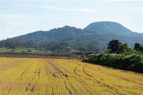 Newly Harvested Rice Plantation Photograph by Alex Rodrigo Brondani ...