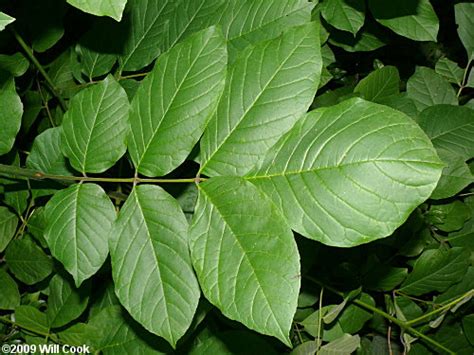 White Ash (Fraxinus americana)